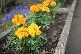 未就園親子クラス