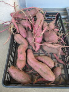 ぞうさんのいもほり 豊作!